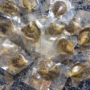 5 Akoya Oysters with saltwater pearls 6-8mm